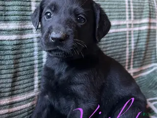 Labrador Retriever dogs Violet - Ad 27