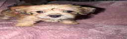 Mixed Breed dogs for sale: Faith - Ad 4
