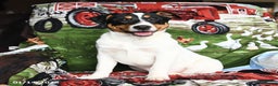 Jack Russell Terrier dogs for sale: Mrs Claus - Ad 2