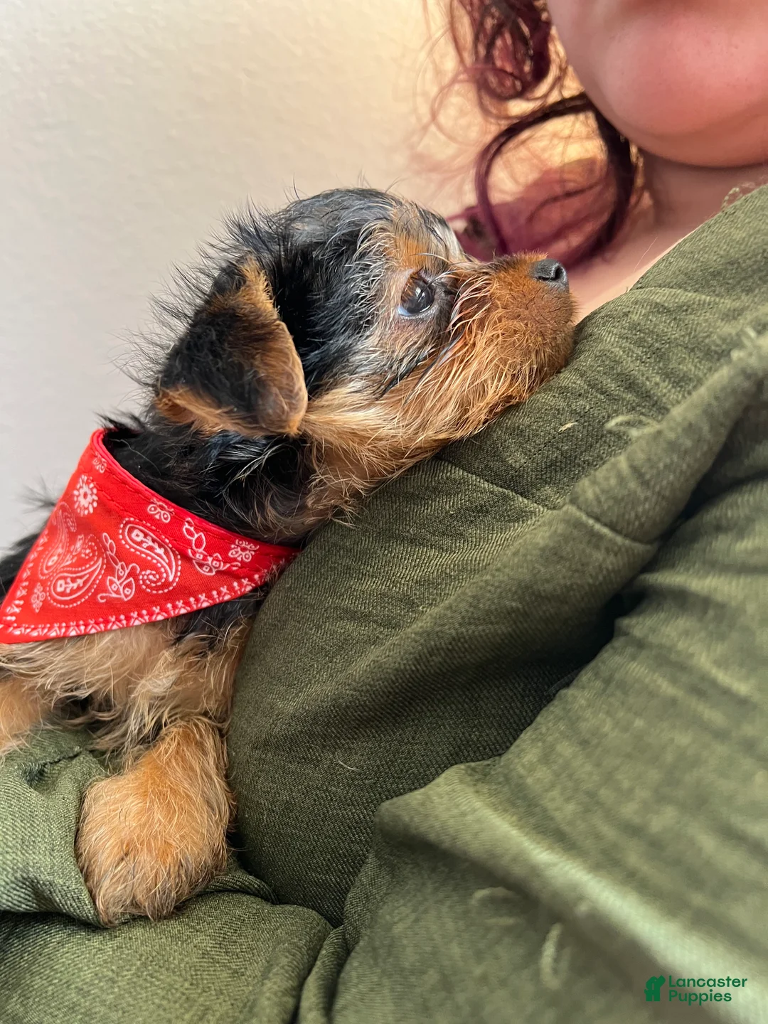 Yorkshire Terrier dogs for sale: Yorkshire Terrier Puppy 1 - Ad 2
