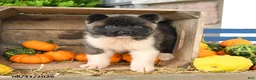 Akita dogs for sale: Nala - Ad 4
