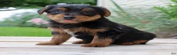 Yorkshire Terrier dogs for sale: Pepsi - Ad 2