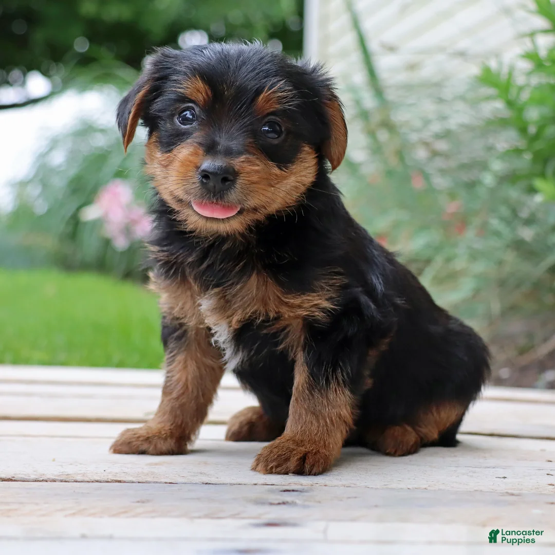 Yorkshire Terrier dogs for sale: Pepsi - Ad 2