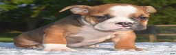Mixed Breed dogs for sale: Bruno mini hybrid bulldog  - Ad 4