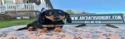 Miniature Dachshund dogs for sale: Russian male - Ad 7