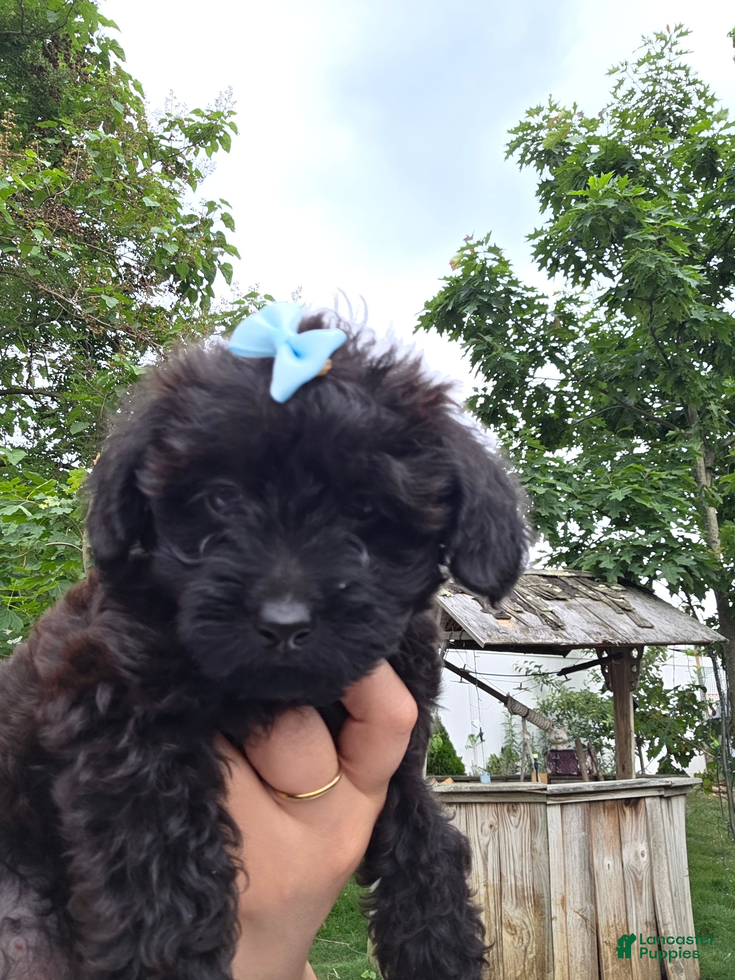 Yorkiepoo dogs Yorkiepoo 5 Brown collar Expresso ☕️ - Ad 1