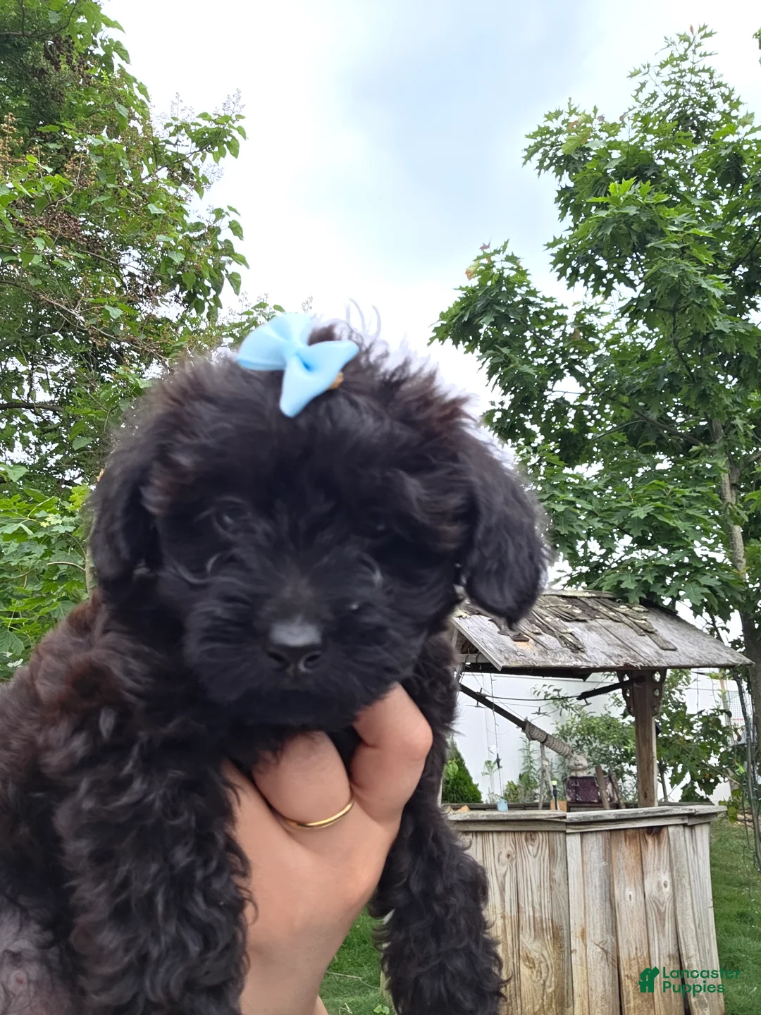 Yorkiepoo dogs for sale: Yorkiepoo 5 Brown collar Expresso ☕️ - Ad 1