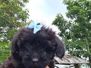 Yorkiepoo dogs for sale: Yorkiepoo 5 Brown collar Expresso ☕️ - Ad 2