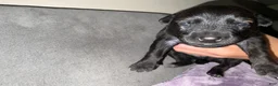 Dutch Shepherd dogs for sale: Harley - Ad 3