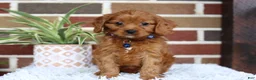 Cavapoo dogs for sale: Forrest - Ad 5