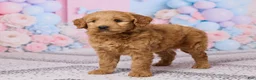 Mini Goldendoodle dogs for sale: Sophie - Ad 5