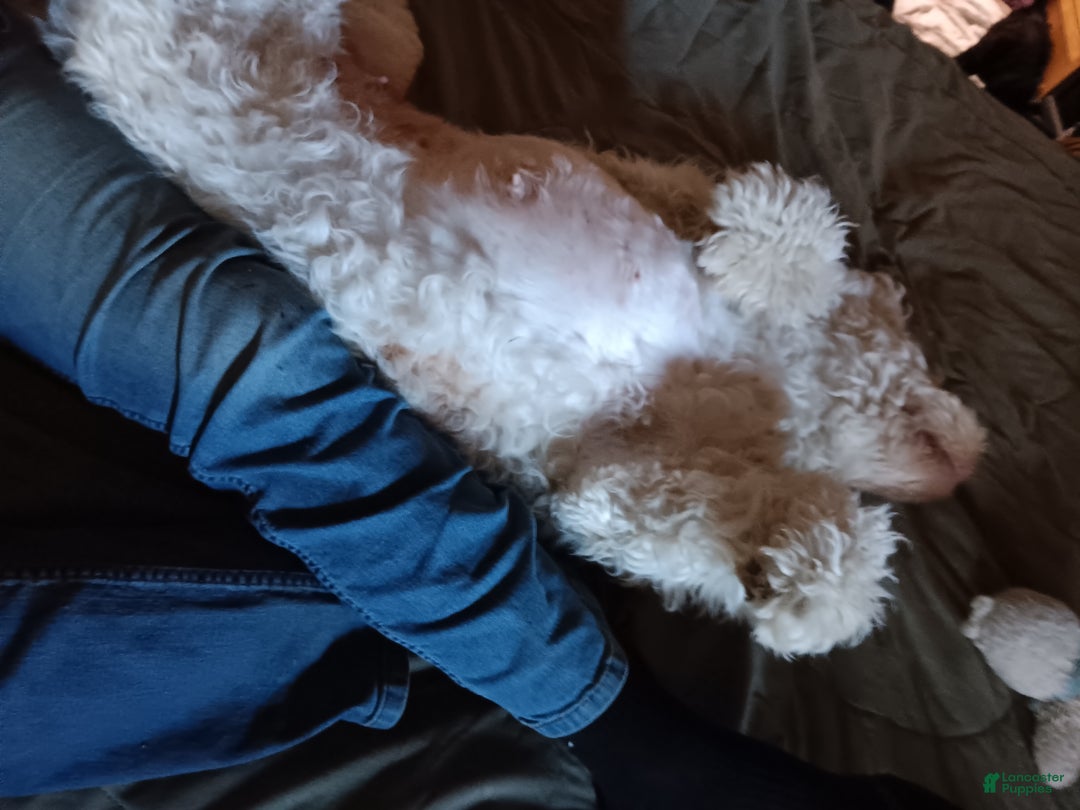 Labradoodle dogs for sale: Creamy mae - Ad 24