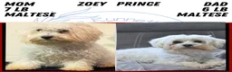Maltese dogs for sale: Macy - Ad 15