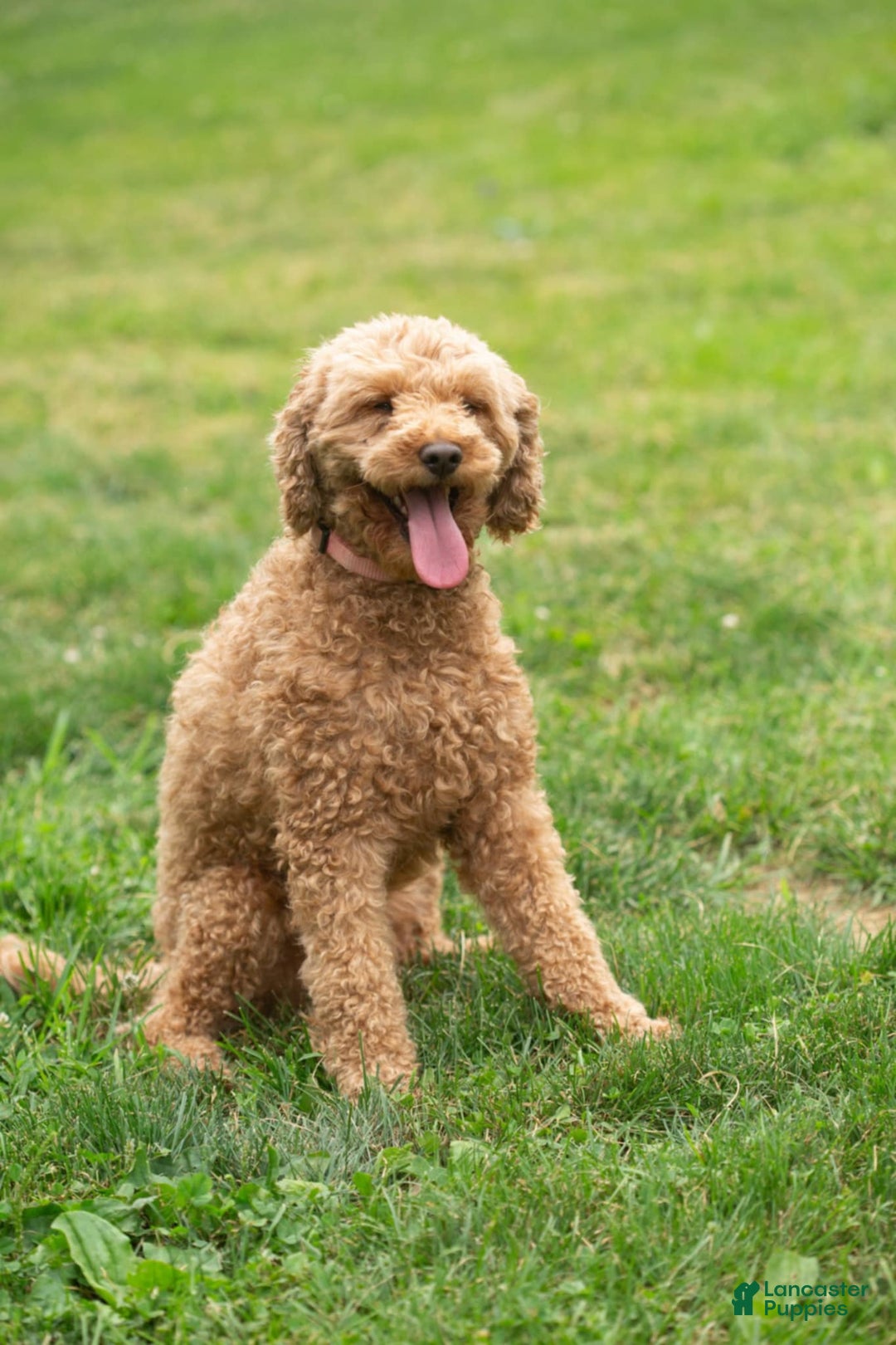 Mini Goldendoodle dogs for sale: Mini Goldendoodle Puppy 2 - Ad 5