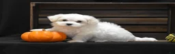 Maltese dogs for sale: Milo - Ad 4