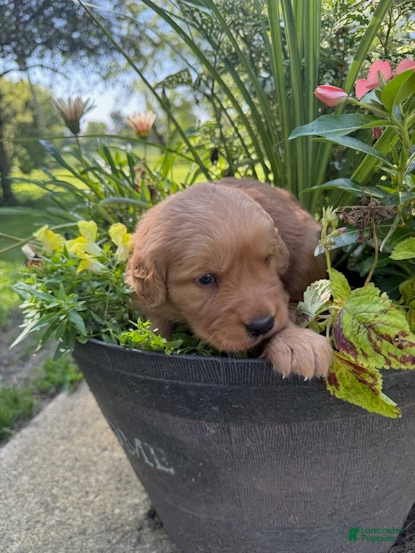 Golden Retriever dogs Maggie - Ad 23