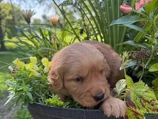 Golden Retriever dogs Maggie - Ad 23