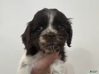 Cocker Spaniel dogs Pluto - Ad 3