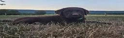 Labrador Retriever dogs for sale: Patsy - Ad 3