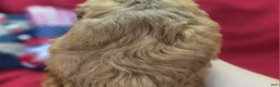Cockapoo dogs for sale: Milan - Ad 5