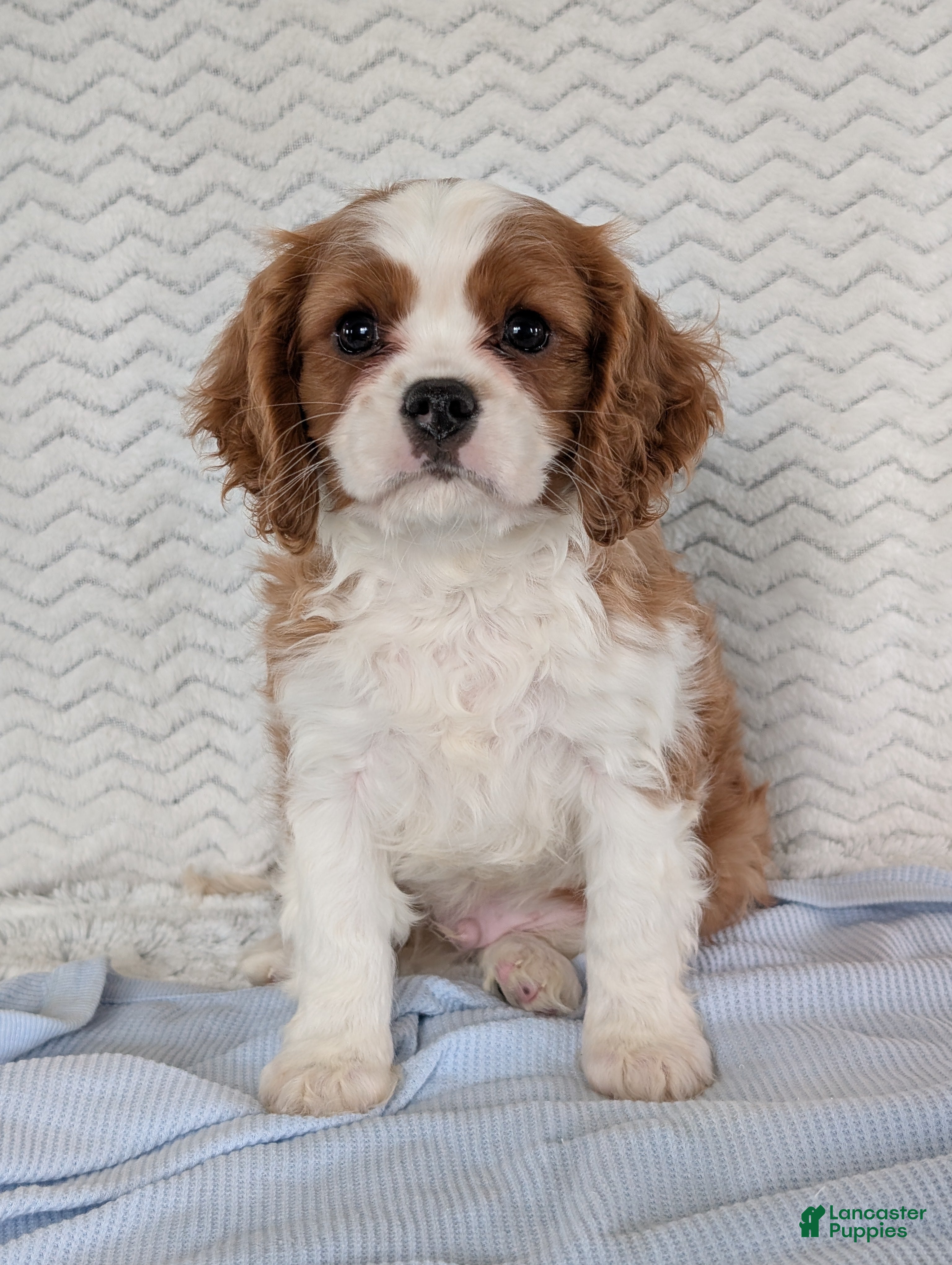 Cavalier King Charles Spaniel dogs Riley - Ad 2
