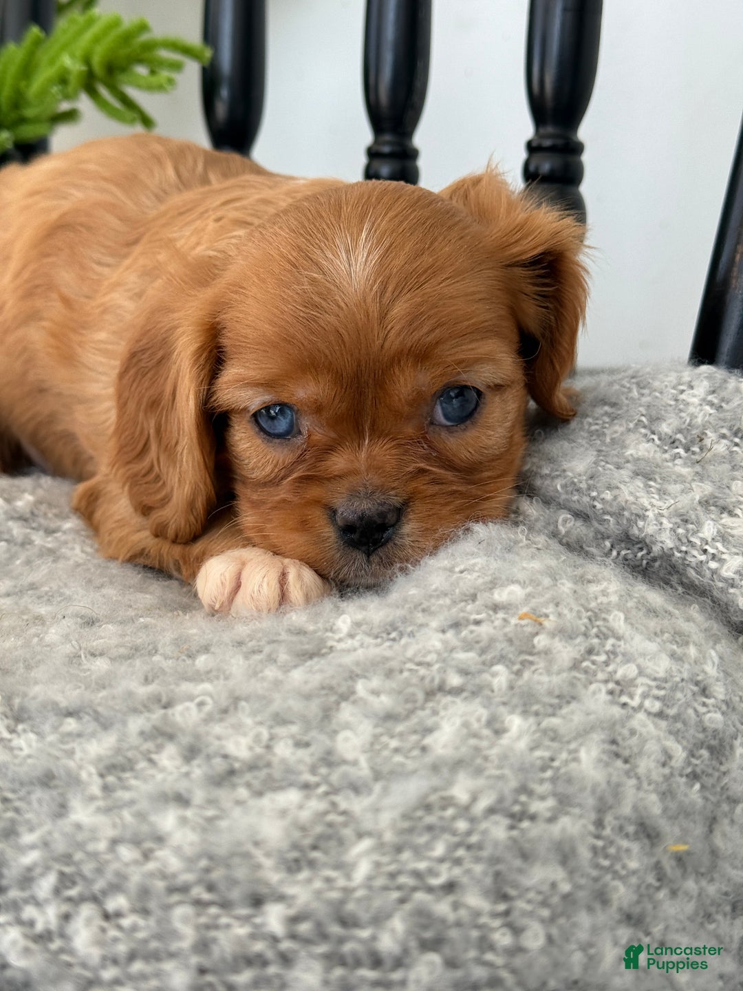 Cavalier King Charles Spaniel dogs for sale: Winter - Ad 4