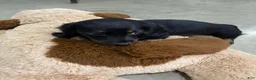 Miniature Dachshund dogs for sale: Coco - Ad 6