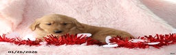 Golden Retriever dogs for sale: Lindsey - Ad 4
