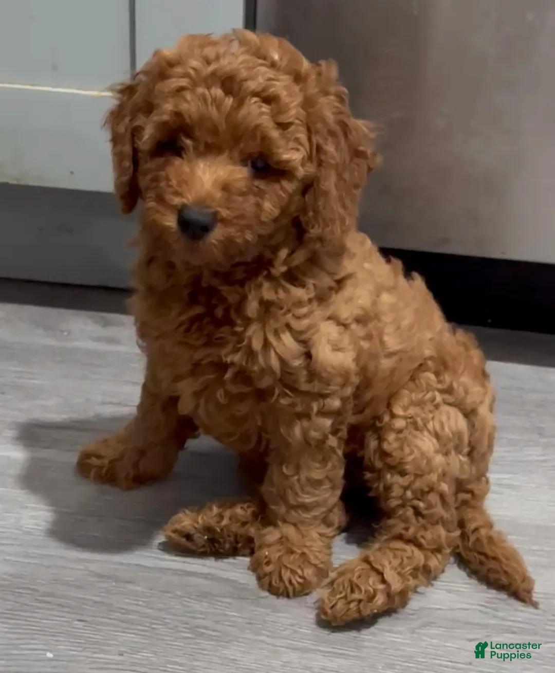Mini Goldendoodle dogs for sale: Mini Goldendoodle nina  - Ad 2