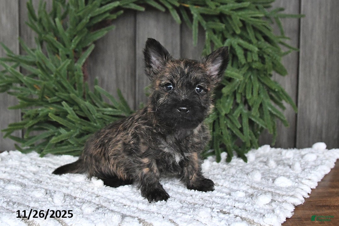 Cairn Terrier dogs for sale: Christopher - Ad 4