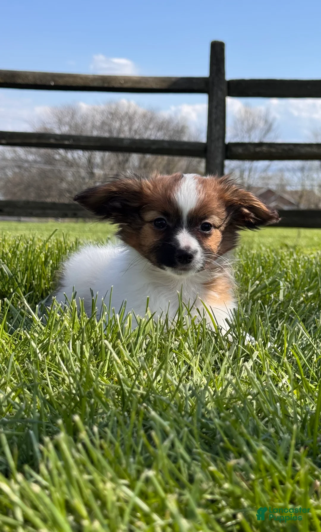 Papillon dogs for sale: Reece  - Ad 2