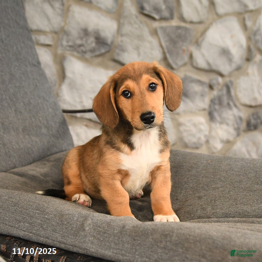 Mixed Breed dogs Blake - Ad 17