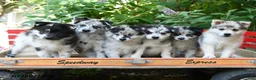 Pomsky dogs for sale: Abigail - Ad 3