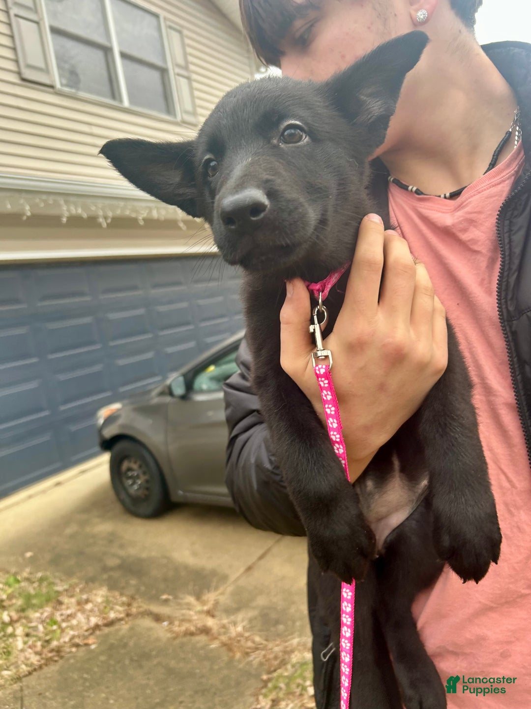 German Shepherd dogs for sale: German Shepherd Puppy Hot Pink/Black - Ad 2