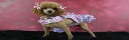 Toy Poodle dogs for sale: Toy Poodle Puppy 2 - Ad 5