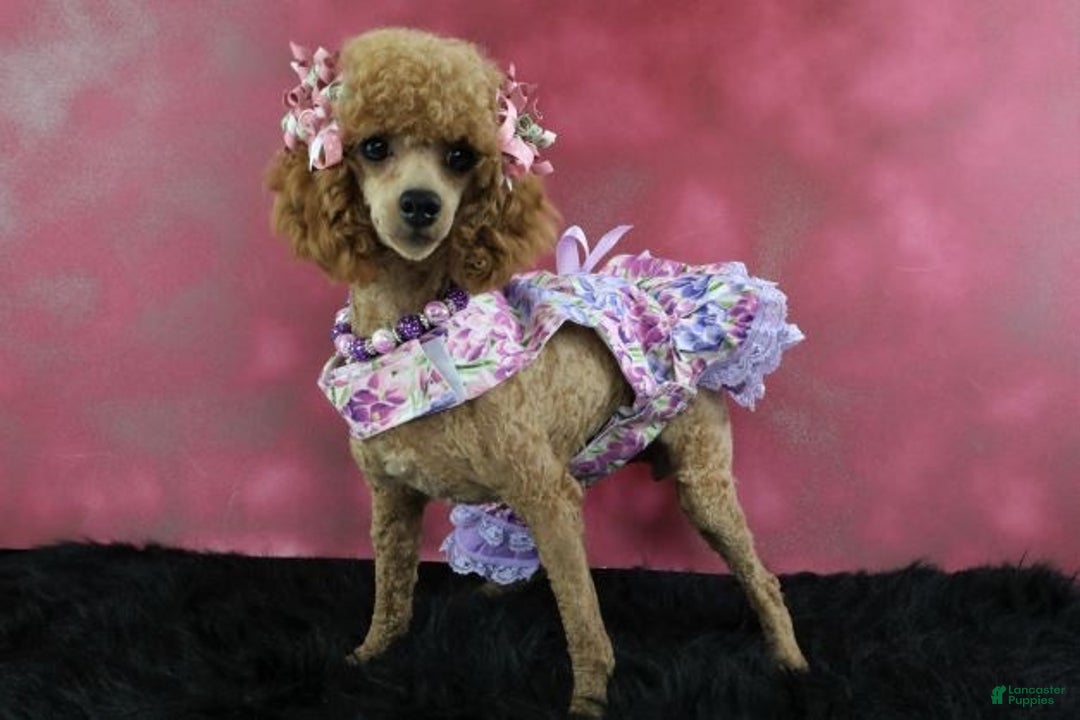 Toy Poodle dogs for sale: Toy Poodle Puppy 2 - Ad 5