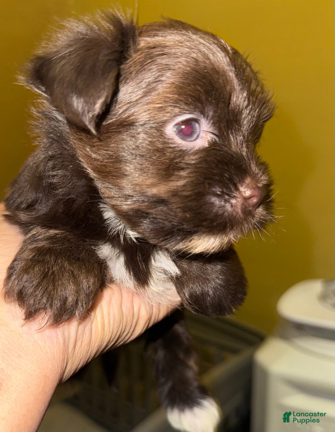 Yorkshire Terrier dogs for sale: Snickers  - Ad 7