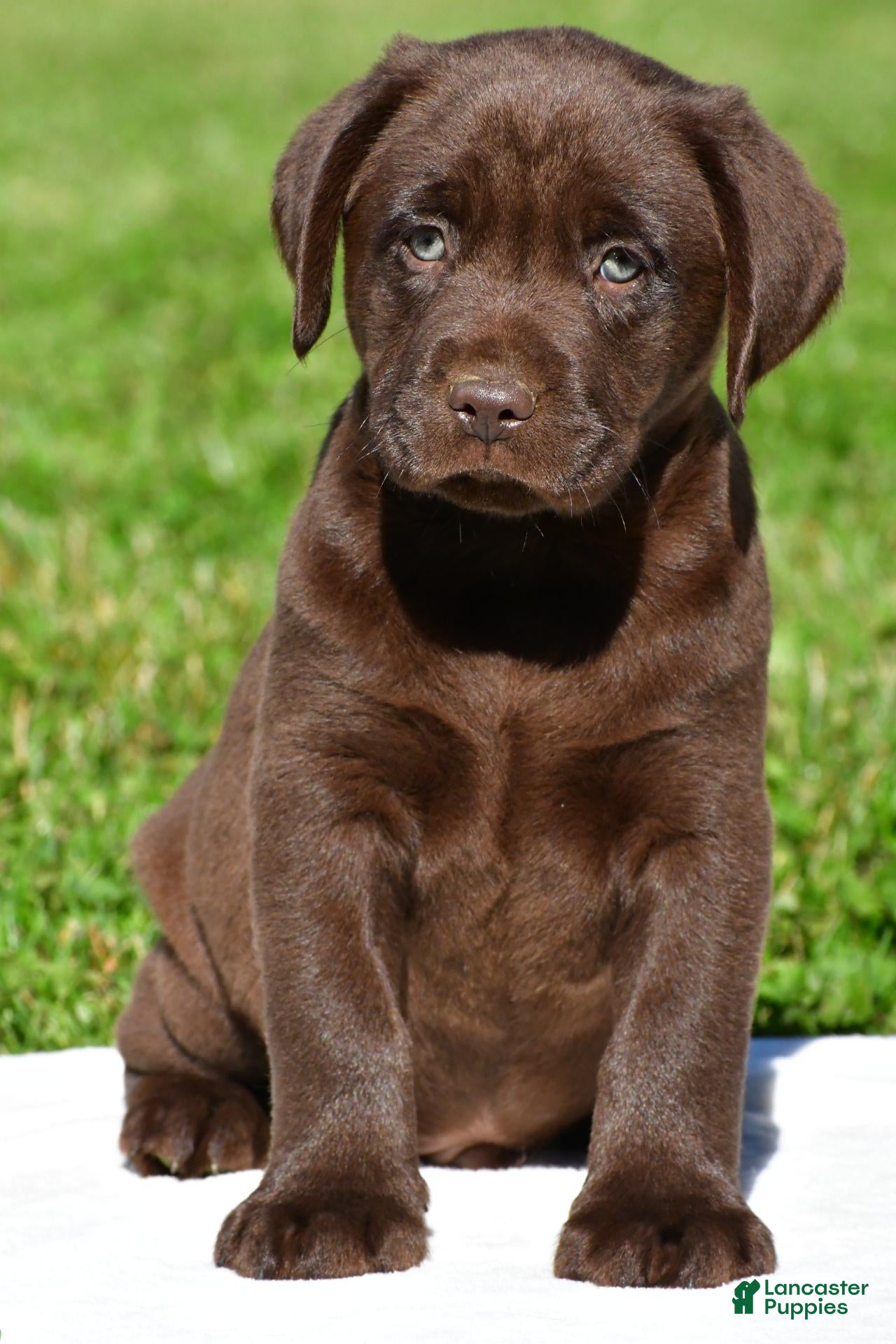Chico (Labrador, Male) in Millersburg, OH