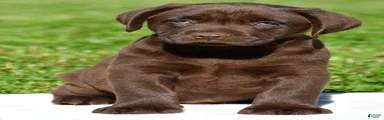 Chico