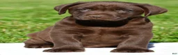Labrador Retriever dogs for sale: Chico - Ad 1