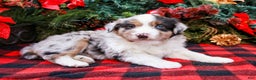 Miniature Australian Shepherd dogs for sale: Chestnut - Ad 5