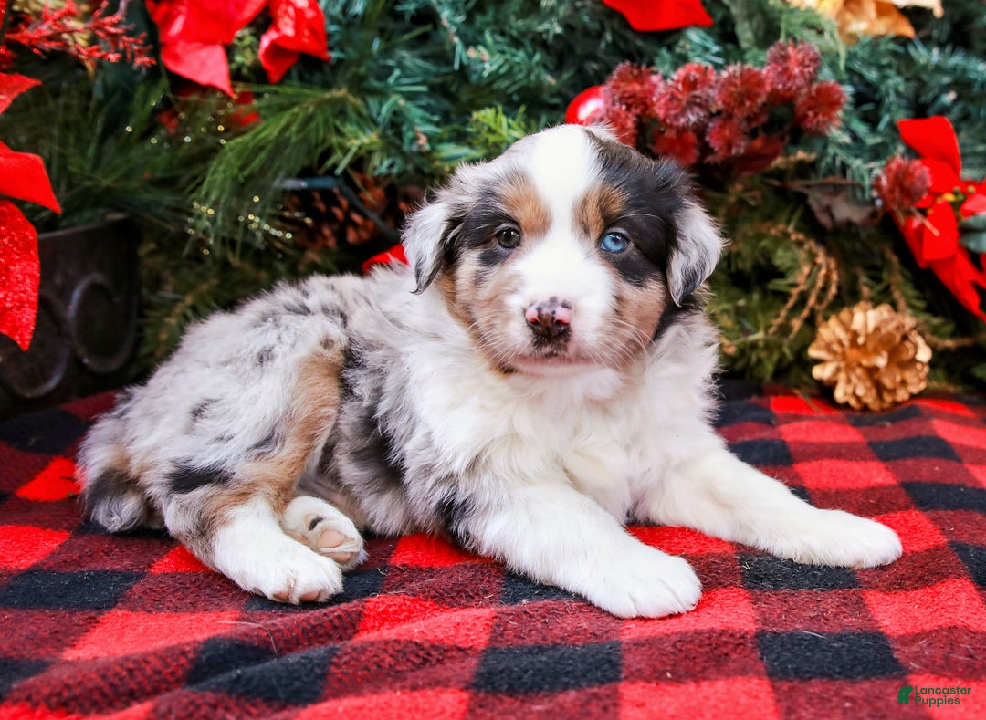 Miniature Australian Shepherd dogs for sale: Chestnut - Ad 5