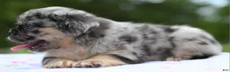 Mixed Breed dogs for sale: Ruby blue eyes merle - Ad 15