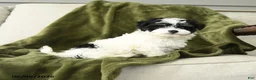 Mixed Breed dogs for sale: Lenard - Ad 5