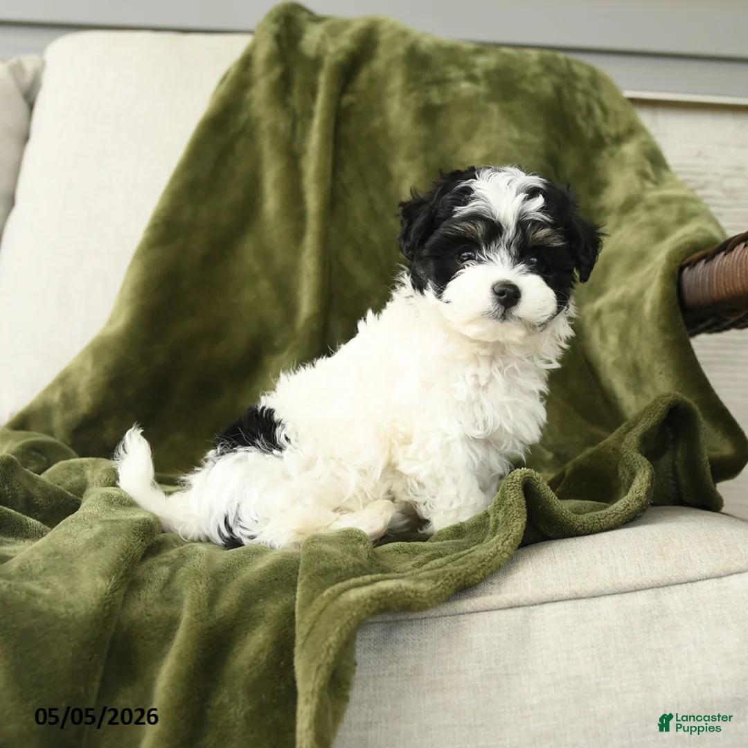 Mixed Breed dogs for sale: Lenard - Ad 5