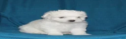 Malshi dogs for sale: Charlie - Ad 4