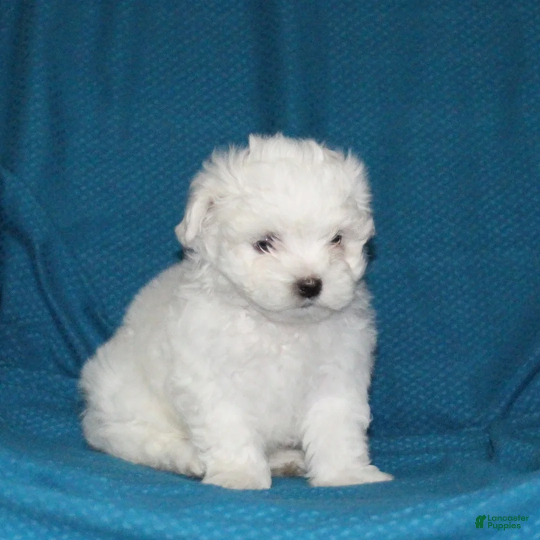 Malshi dogs for sale: Charlie - Ad 4