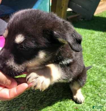 German Shepherd dogs Niner - Ad 6