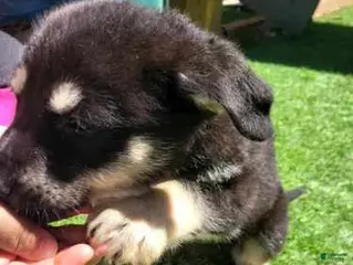 German Shepherd dogs Niner - Ad 6