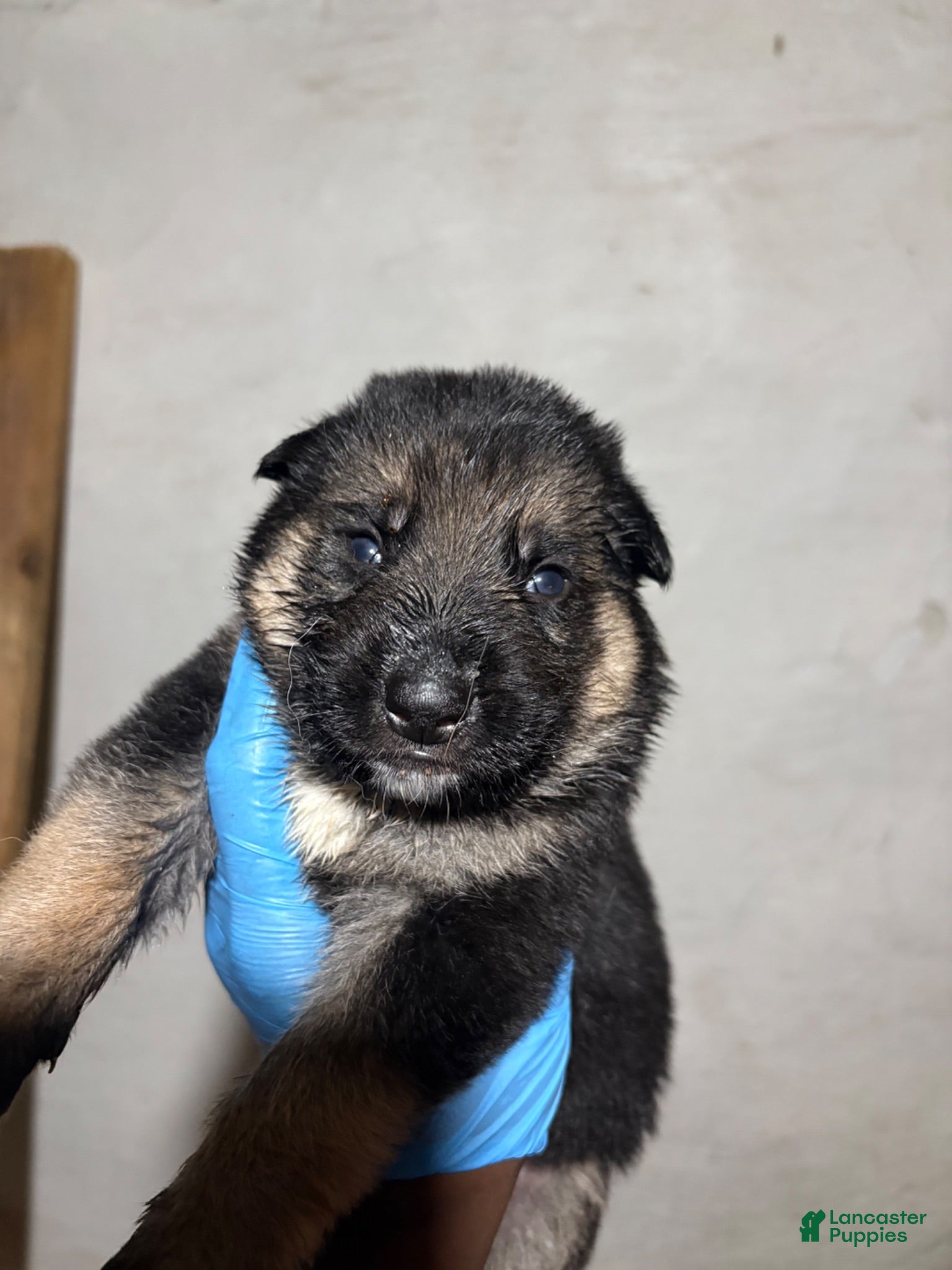 German Shepherd dogs German Shepherd 2 - Ad 5